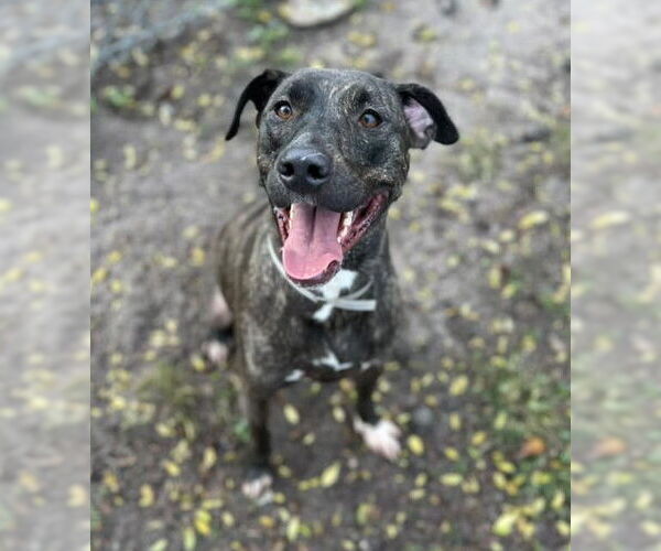 Medium Photo #2 American Pit Bull Terrier-Unknown Mix Puppy For Sale in Conroe, TX, USA