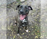 Small #1 American Pit Bull Terrier Mix