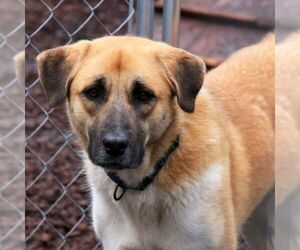 Becca - Female Anatolian Shepherd Dog for Adoption - Photo #3