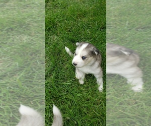 Alaskan Husky Puppy for sale in ROGERS, AR, USA