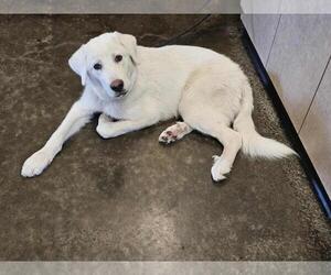 Labrenees Dogs for adoption in Rockwall, TX, USA