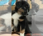 Small Photo #10 Australian Shepherd Puppy For Sale in MERCER, WI, USA