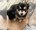 Small #9 Pomsky