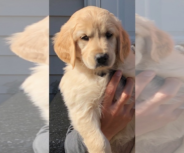 Medium Photo #3 Golden Retriever Puppy For Sale in EAST FREEHOLD, NJ, USA