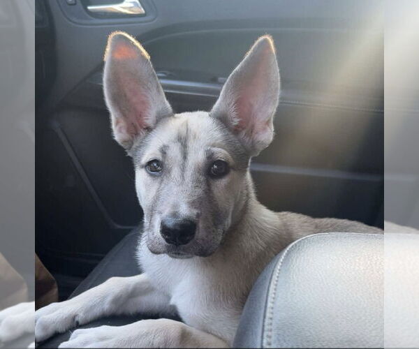 Medium Photo #1 Mutt Puppy For Sale in Chico, CA, USA