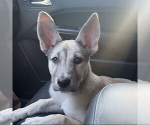 Mutt Dogs for adoption in Chico, CA, USA