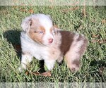 Small Miniature Australian Shepherd