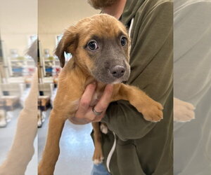 American Staffordshire Terrier Dogs for adoption in Gilberts, IL, USA