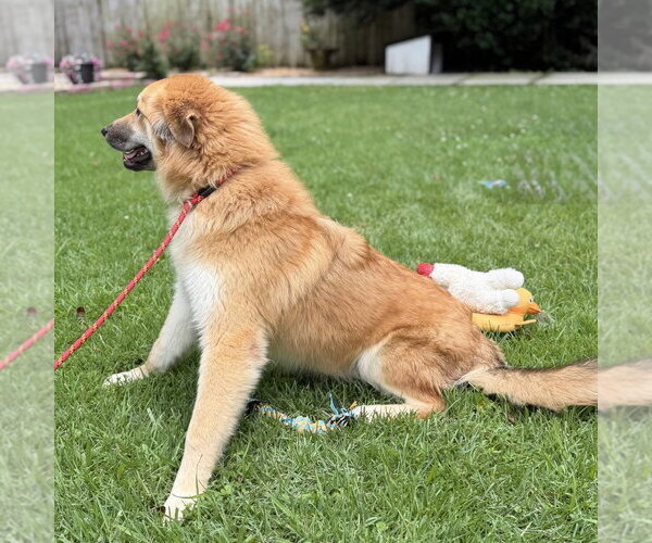 Medium Photo #4 Great Pyrenees Puppy For Sale in Yardley, PA, USA