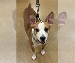Small Basenji Mix
