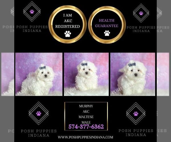 Medium Photo #33 Maltese Puppy For Sale in WARSAW, IN, USA