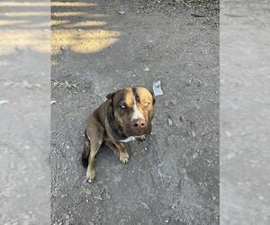 American Staffordshire Terrier-Unknown Mix Dogs for adoption in San Antonio, TX, USA