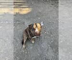 Small American Staffordshire Terrier Mix