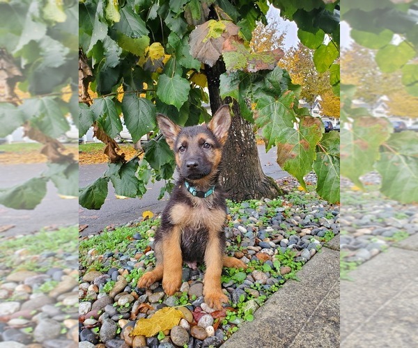 Medium Photo #1 German Shepherd Dog Puppy For Sale in ORCHARDS, WA, USA