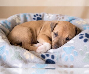 Jolly - Female Boxador Dog for Adoption - Photo #3