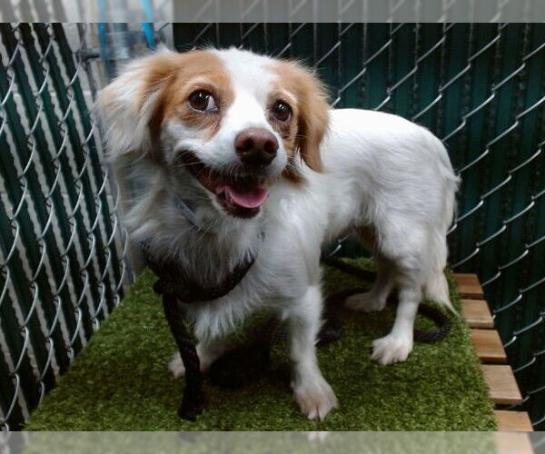 Medium Photo #1 Mutt Puppy For Sale in Downey, CA, USA