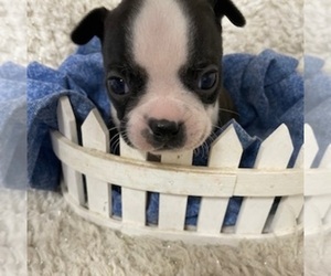 Boston Terrier Puppy for sale in CRKD RVR RNCH, OR, USA