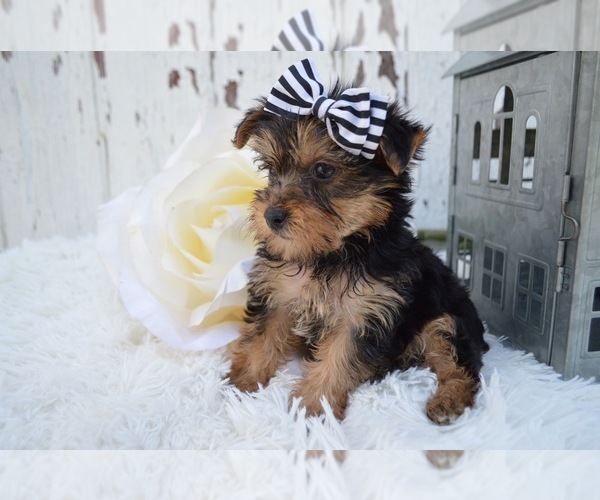 Medium Photo #3 Australian Yorkshire Terrier Puppy For Sale in HONEY BROOK, PA, USA