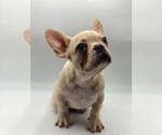 Small #1 French Bulldog