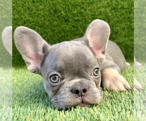 French Bulldog Puppy for sale in VICTORVILLE, CA, USA