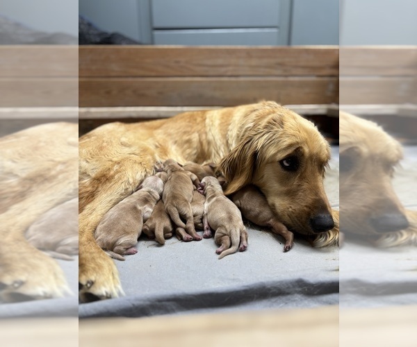 Medium Photo #3 Golden Retriever Puppy For Sale in FRANKTOWN, CO, USA