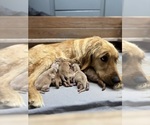 Small #2 Golden Retriever