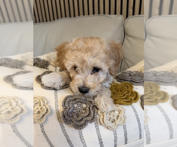 Medium Photo #4 Bichon Frise Puppy For Sale in VANCOUVER, WA, USA