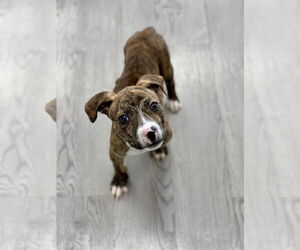 American Staffordshire Terrier-Unknown Mix Dogs for adoption in Holly Springs, NC, USA