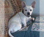 Small #2 French Bulldog-Jack Russell Terrier Mix