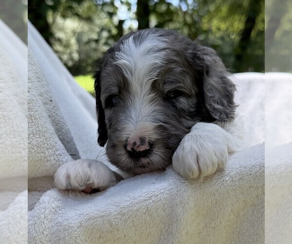 Medium Photo #5 Goldendoodle Puppy For Sale in PIERSON, FL, USA