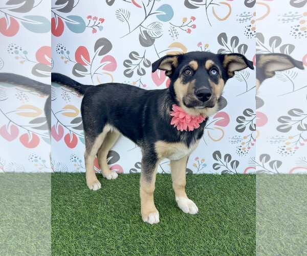 Medium Photo #2 Gerberian Shepsky Puppy For Sale in Corona, CA, USA