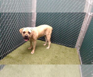 Mastiff Dogs for adoption in Downey, CA, USA