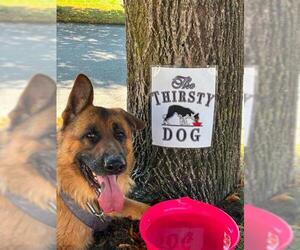 German Shepherd Dog Dogs for adoption in London, Ontario, Canada