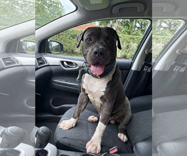 Medium Photo #2 American Pit Bull Terrier-Unknown Mix Puppy For Sale in Miami, FL, USA