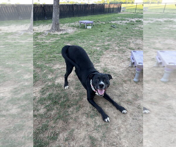 Medium Photo #6 Mutt Puppy For Sale in Evansville, IN, USA