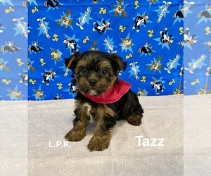 Yorkshire Terrier Puppy for sale in WINNSBORO, LA, USA