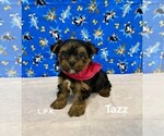 Image preview for Ad Listing. Nickname: Tiny Tazz male