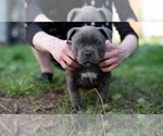 Small Photo #6 American Bully Puppy For Sale in SANTA CRUZ, CA, USA