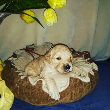 Medium Photo #1 Goldendoodle Puppy For Sale in NEW BERN, NC, USA