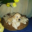 Small Photo #1 Goldendoodle Puppy For Sale in NEW BERN, NC, USA