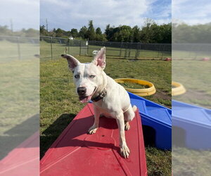 Siberian Husky-Unknown Mix Dogs for adoption in Forestville, MD, USA