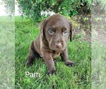 Small #2 Labrador Retriever