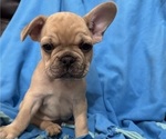 Small Photo #11 French Bulldog Puppy For Sale in DEER TRAIL, CO, USA
