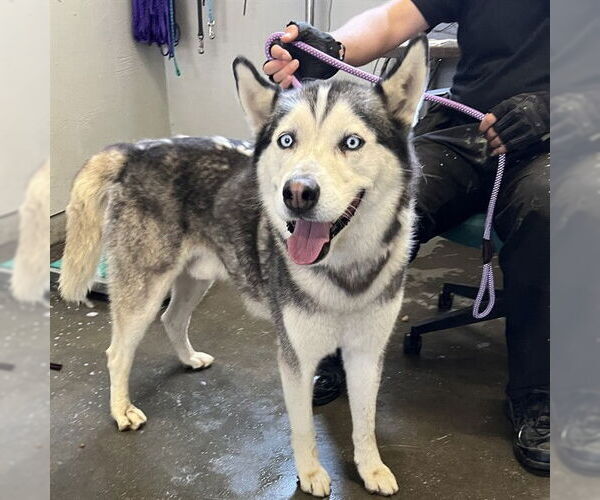 Medium Photo #1 Siberian Husky Puppy For Sale in Camarillo, CA, USA