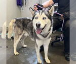 Small Siberian Husky