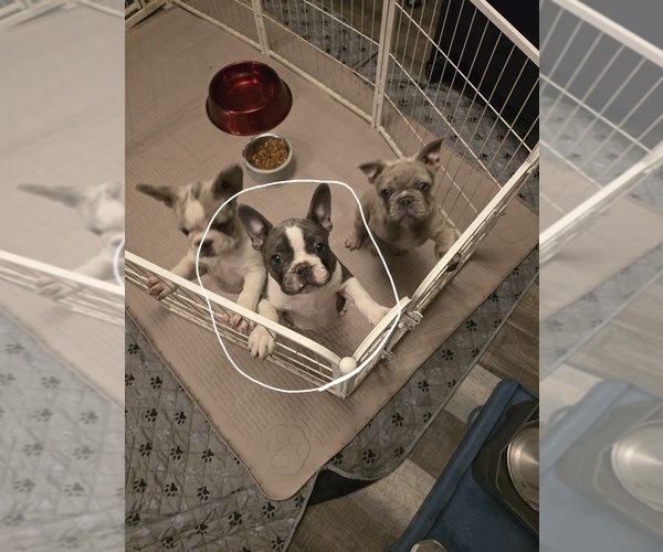 Medium Photo #1 French Bulldog Puppy For Sale in NAMPA, ID, USA
