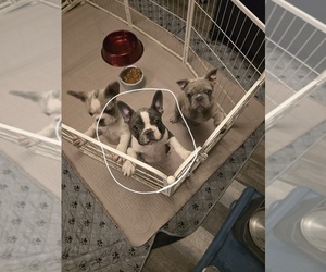 Medium French Bulldog