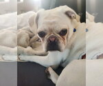 Small #6 Pug Mix