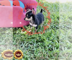 Chihuahua Puppy for sale in ATHENS, GA, USA