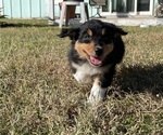 Small Photo #2 Australian Shepherd Puppy For Sale in CAPE CORAL, FL, USA